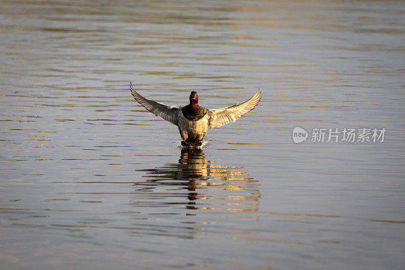 会飞的鸭子。常见的红头潜鸭。(Aythya ferina)。蓝水背景。